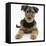 Airdale Terrier Bitch Puppy, Molly, 3 Months-Mark Taylor-Framed Premier Image Canvas