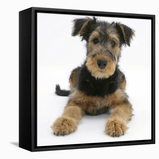 Airdale Terrier Bitch Puppy, Molly, 3 Months-Mark Taylor-Framed Premier Image Canvas