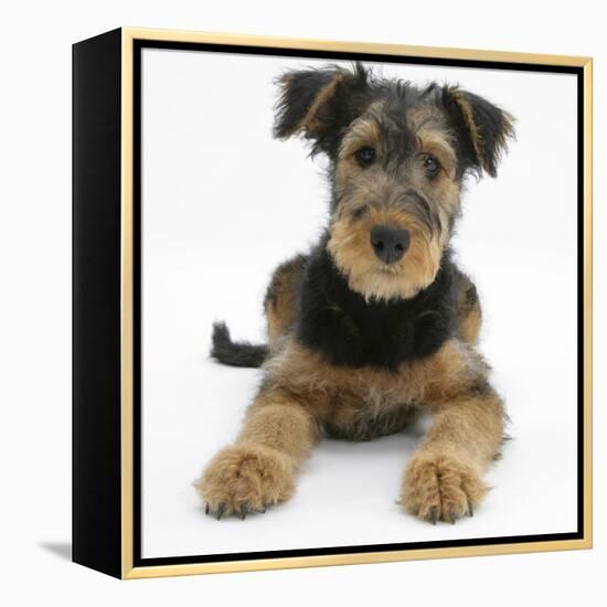 Airdale Terrier Bitch Puppy, Molly, 3 Months-Mark Taylor-Framed Premier Image Canvas