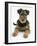 Airdale Terrier Bitch Puppy, Molly, 3 Months-Mark Taylor-Framed Photographic Print