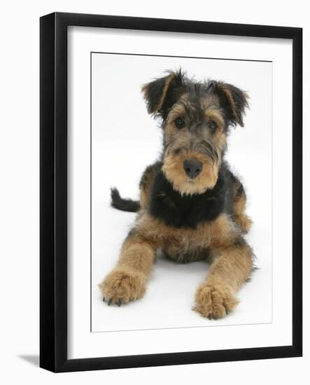 Airdale Terrier Bitch Puppy, Molly, 3 Months-Mark Taylor-Framed Photographic Print