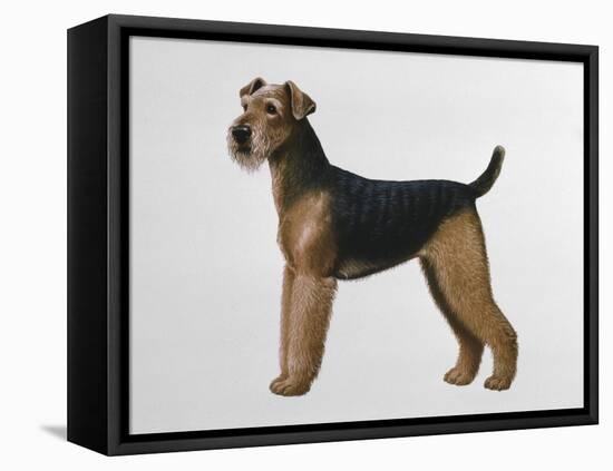 Airdale Terrier-Harro Maass-Framed Premier Image Canvas