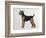 Airdale Terrier-Harro Maass-Framed Giclee Print