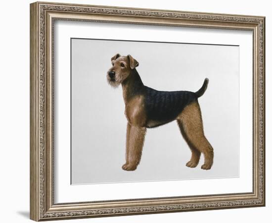 Airdale Terrier-Harro Maass-Framed Giclee Print