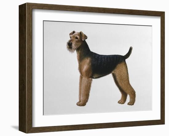 Airdale Terrier-Harro Maass-Framed Giclee Print