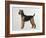 Airdale Terrier-Harro Maass-Framed Giclee Print