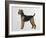 Airdale Terrier-Harro Maass-Framed Giclee Print