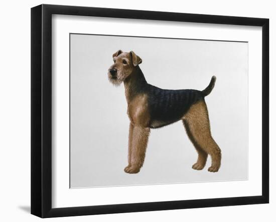 Airdale Terrier-Harro Maass-Framed Giclee Print