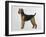 Airdale Terrier-Harro Maass-Framed Giclee Print