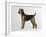 Airdale Terrier-Harro Maass-Framed Giclee Print