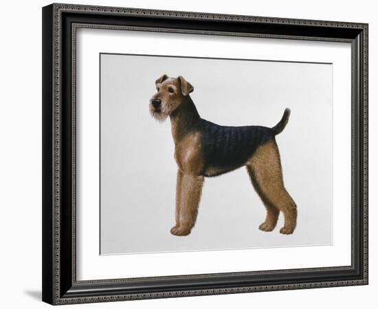 Airdale Terrier-Harro Maass-Framed Giclee Print