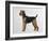 Airdale Terrier-Harro Maass-Framed Giclee Print