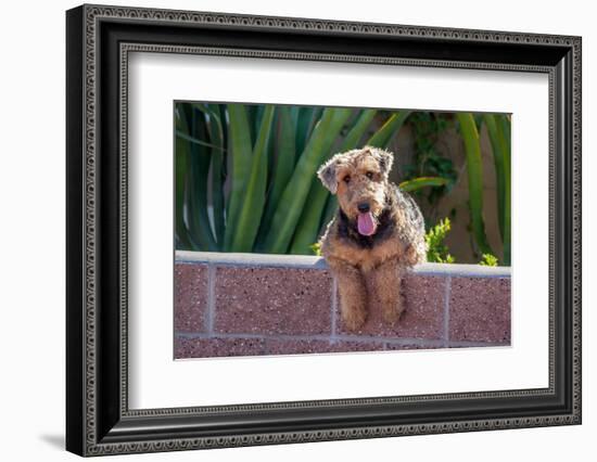 Airedale Coming over a Wall-Zandria Muench Beraldo-Framed Photographic Print