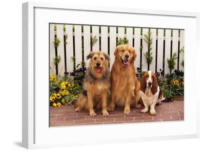 airedale golden retriever mix