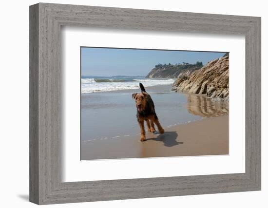 Airedale Playing on the Beach-Zandria Muench Beraldo-Framed Photographic Print