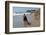 Airedale Playing on the Beach-Zandria Muench Beraldo-Framed Photographic Print