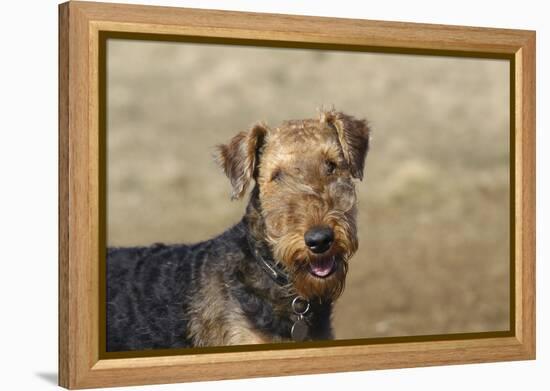 Airedale Terrier 01-Bob Langrish-Framed Premier Image Canvas