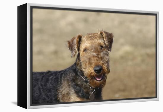 Airedale Terrier 01-Bob Langrish-Framed Premier Image Canvas