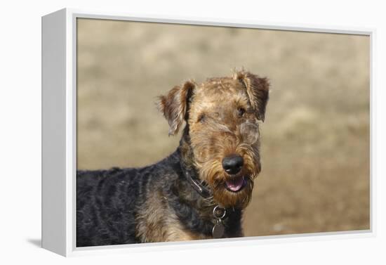 Airedale Terrier 01-Bob Langrish-Framed Premier Image Canvas