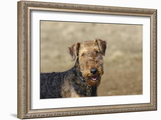 Airedale Terrier 01-Bob Langrish-Framed Photographic Print