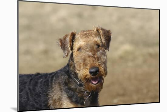 Airedale Terrier 01-Bob Langrish-Mounted Photographic Print