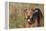 Airedale Terrier 04-Bob Langrish-Framed Premier Image Canvas