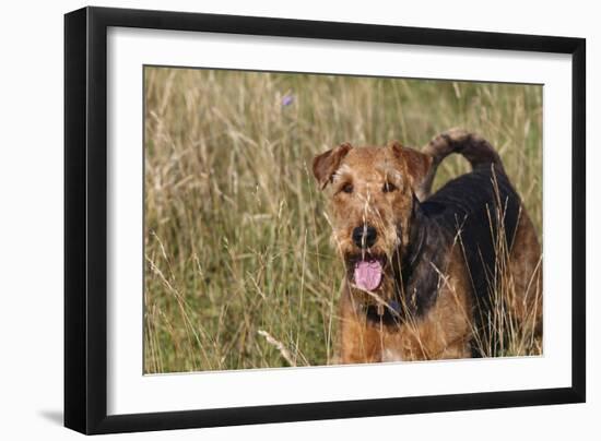 Airedale Terrier 04-Bob Langrish-Framed Photographic Print