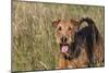 Airedale Terrier 04-Bob Langrish-Mounted Photographic Print