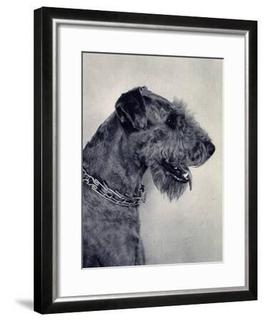 airedale terrier allegro