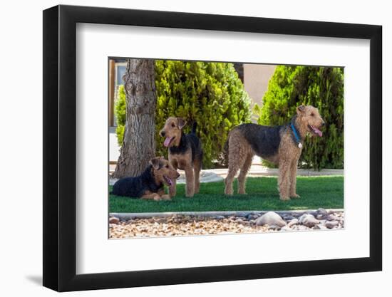 Airedales under a Shade Tree on Lawn-Zandria Muench Beraldo-Framed Photographic Print
