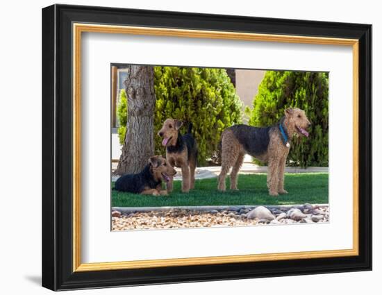Airedales under a Shade Tree on Lawn-Zandria Muench Beraldo-Framed Photographic Print