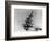 Airplanes in Flight-Bettmann-Framed Photographic Print