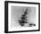 Airplanes in Flight-Bettmann-Framed Photographic Print