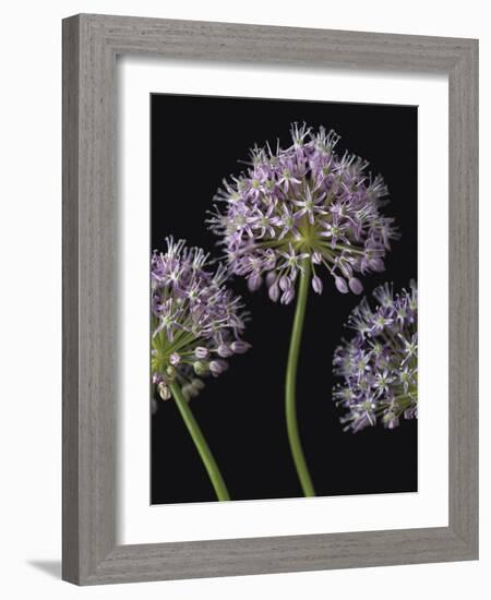 Airy Alliums-Assaf Frank-Framed Giclee Print