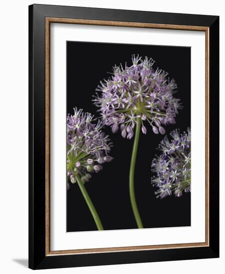 Airy Alliums-Assaf Frank-Framed Giclee Print