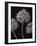 Airy Alliums-Assaf Frank-Framed Giclee Print