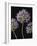 Airy Alliums-Assaf Frank-Framed Giclee Print