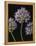 Airy Alliums-Assaf Frank-Framed Stretched Canvas