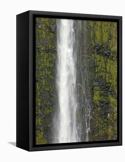 Akaka Falls, Hamakua Coast, Hawaii, USA-Savanah Stewart-Framed Premier Image Canvas