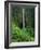 Akaka Falls-Joseph Sohm-Framed Photographic Print