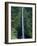 Akaka Falls-Danny Lehman-Framed Photographic Print