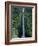 Akaka Falls-Danny Lehman-Framed Photographic Print