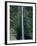 Akaka Falls-Danny Lehman-Framed Photographic Print