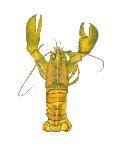 Lobster-Akin Durodola-Laminated Photographic Print