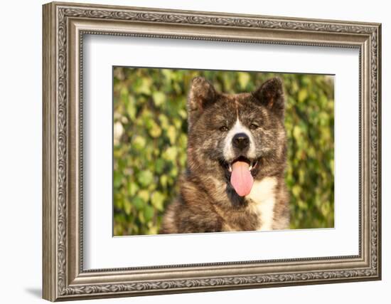 Akita Inu Dog Portrait-Lilun-Framed Photographic Print