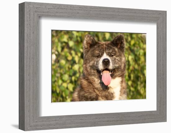 Akita Inu Dog Portrait-Lilun-Framed Photographic Print