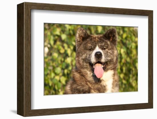 Akita Inu Dog Portrait-Lilun-Framed Photographic Print