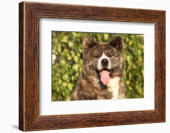 Akita Inu Dog Portrait-Lilun-Framed Photographic Print