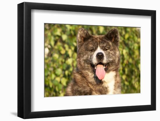 Akita Inu Dog Portrait-Lilun-Framed Photographic Print