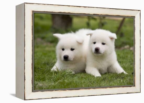 Akita Inu Puppies in Garden-null-Framed Premier Image Canvas